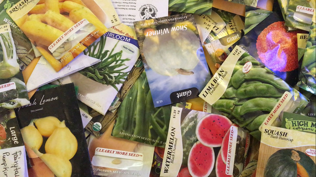 Bringing seeds to life at Plant Chicago Medill Reports Chicago